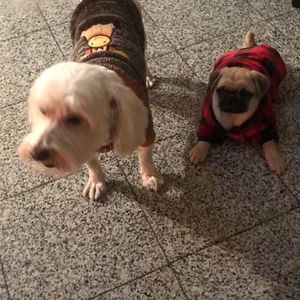 Meet your Posher, Venjaz